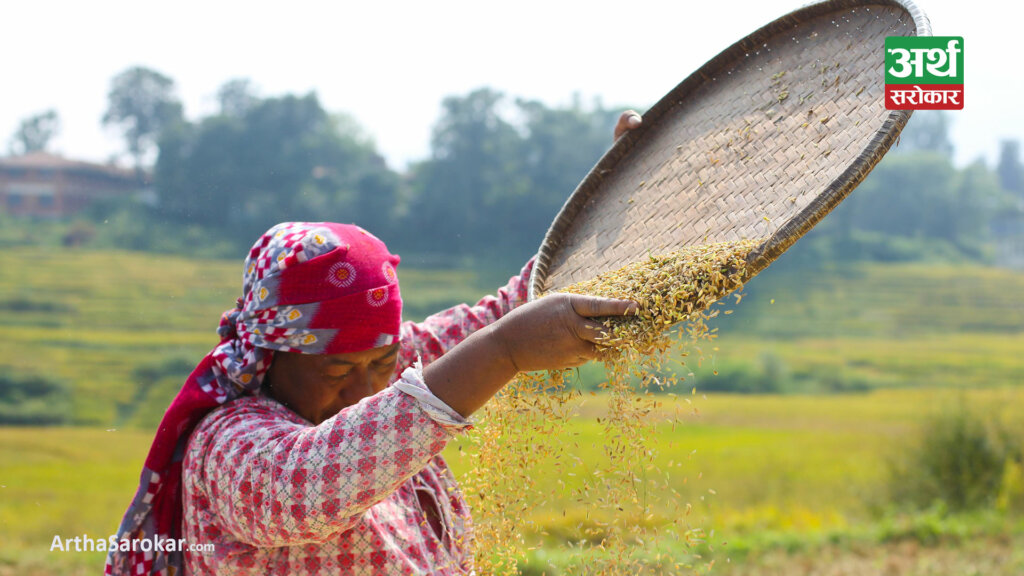 कैलालीमा धानको उत्पादन ५.२६ प्रतिशतले घट्यो
