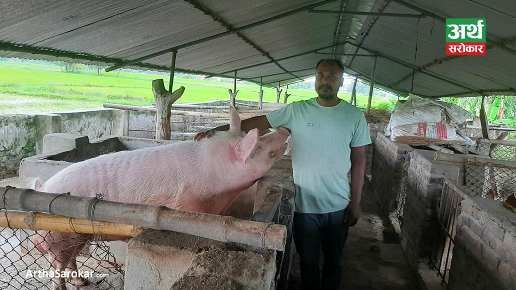बङ्गुरपालनबाट वार्षिक १२ लाख आम्दानी गर्दै चौधरी
