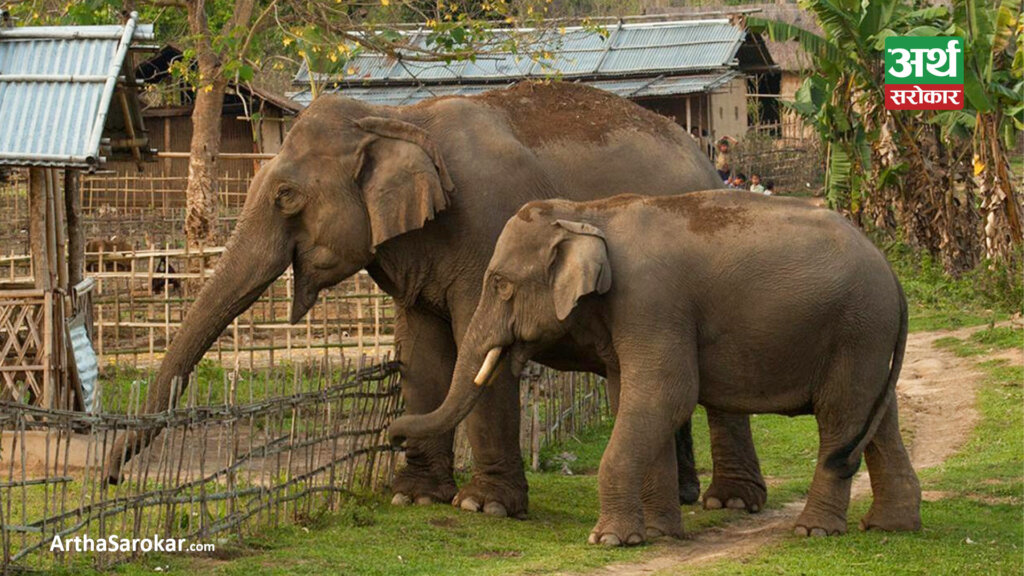 Nepal Gifts Two Elephants to Qatar: Delivery Scheduled Within Two Months